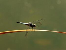 Dragonfly on a stick photo