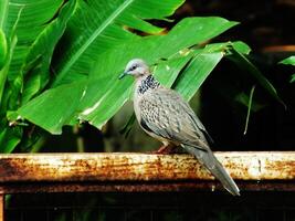 A wild spotted dove bird with a black and white pattern sits on a metal railing. The bird is perched on the railing and he is looking around. The image has a calm and peaceful mood photo