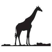 a giraffe is standing in front of a white background. vector