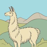 Illustration of a llama standing in the grass vector