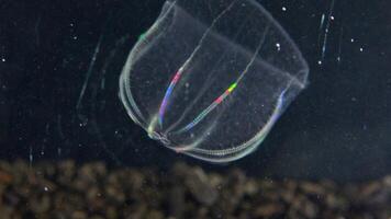 Black Sea, Jellyfish Beroe ovata - devouring Mnemiopsis leidy. Combine jelly digesting caught comb jelly Mnemiopsis, comb plates glistening in the light video
