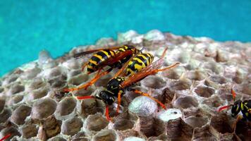 Paper wasp Polistes gallicus - Wasp nest with larvae and pupae in paper honeycomb video