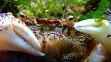 Black Sea, Invasive crab, invader Rhithropanopeus harrisii Zuiderzee crab, dwarf crab, estuarine mud crab video