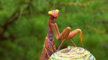 Predator preys on insects. The European mantis Mantis religiosa is a large insect in the family of the Mantidae video