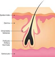 Epidermide Derma Sottocute Science Design Vecto Illustration Diagram vector