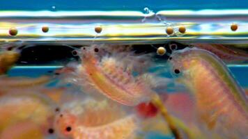 Artemia salina - small hypersaline crustaceans that live in salty waters of closed reservoirs. Kuyalnik Estuary, Ukraine video