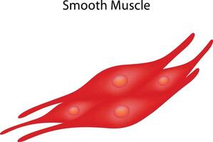Smooth Muscle Science Design Illustration Diagram vector