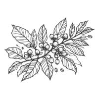 Coffee beans and leaves in a sketch style vector