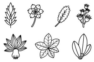 A set of different plants and leaves vector