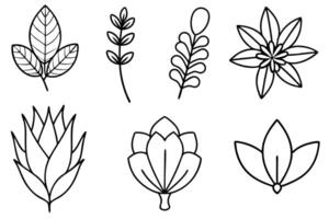 A set of four different leaves and flowers vector