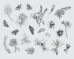 Flowers and leaves set in ink. Monstera, fern, hydrangea, lily, butterflies, eucalyptus. Ilustration. Graphic style. For compositions of cards, invitations, patterns, labels, posters, banners. vector