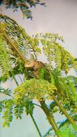 Tropical Calotes versicolor Reptile Blending And Hunt with Natural Foliage Setting video
