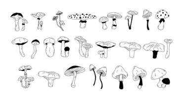 set of various poisonous and edible mushrooms in doodle style. Seasonal hand-drawn mushrooms in line art style for design. Toadstool, fly agaric, chanterelle, boletus. Isolated stock graphics vector