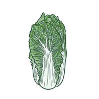 Color image of Chinese cabbage vector
