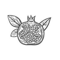 Pomegranate fruit in line drawing style vector