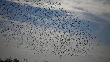Flock of birds swarming against a blue sky with clouds. Large group of small birds flying close together hunting insects typical swarm like flocking behavior of starlings video