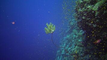 Klunzinger's soft coral Dendronephthya soft corals grown on a weave-like coral on the reef of Elfin Ston, Red Sea, Egypt video