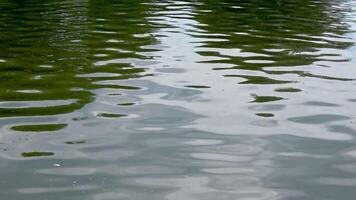 Glare and reflections of green leaves of trees in the water in a quiet pond video
