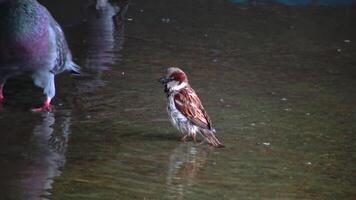 A small sparrow bird bathes in the water of a lake at a shallow depth video