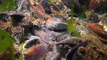 Dying mollusks on the bottom of the sea, mold on the surface of mollusks. Ecology of the sea, water pollution video