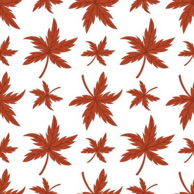 pattern is a flat illustration of an autumn leaf from a herbarium. Japanese maple. dried flower on a white background. decorative element of floral design. Herbs, leaves of plants tied. botanical