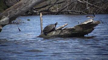 The turtle rests on a dead tree in the Carnegie Lake, young water lily leaves in water video