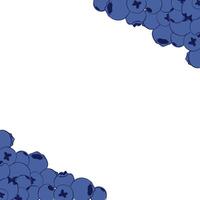 Hand drawn graphic line illustrations of blueberry isolated on white transparent background. Detailed square frame with blueberries. Applicable for menu, brochures, flyers. vector