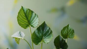 Close up view green leaf, macro view many green leaf at garden background for your wallpaper photo