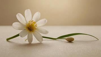 White rose fall at floor with a tiny light from windows background, macro view rose flower photo