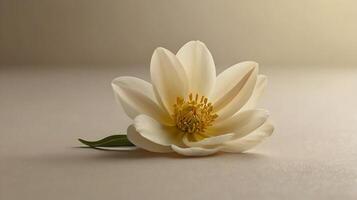 White rose fall at floor with a tiny light from windows background, macro view rose flower photo