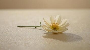 White rose fall at floor with a tiny light from windows background, macro view rose flower photo