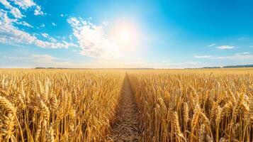 Bountiful Harvest - Endless Expanse of Golden Wheat under Serene Skies photo