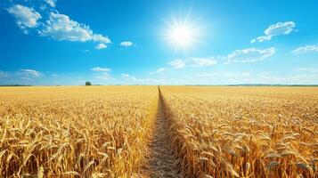 Bountiful Harvest - Endless Expanse of Golden Wheat under Serene Skies photo