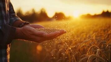 A farmer's hand holding grains of wheat against a backdrop of a golden wheat field during sunset, symbolizing harvest. photo