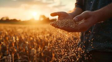 A farmer's hand holding grains of wheat against a backdrop of a golden wheat field during sunset, symbolizing harvest. photo