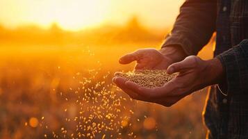A farmer's hand holding grains of wheat against a backdrop of a golden wheat field during sunset, symbolizing harvest. photo