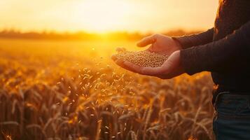 A farmer's hand holding grains of wheat against a backdrop of a golden wheat field during sunset, symbolizing harvest. photo