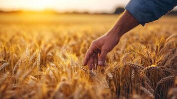 Farmer's Touch - Appreciating the Bounty of the Harvest in Golden Sunset photo