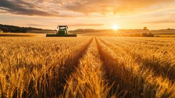 A tractor harvesting a vast golden wheat field at sunset photo