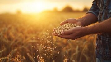 A farmer's hand holding grains of wheat against a backdrop of a golden wheat field during sunset, symbolizing harvest. photo