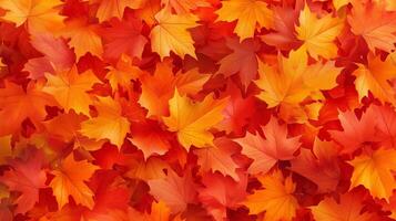 A vibrant display of autumn maple leaves in shades of red, orange, and yellow, creating a rich, textured pattern that symbolizes the warmth and beauty of fall. photo