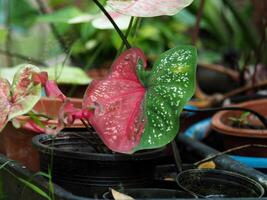 caladium bicolor and colorfull plant colocasia variegated leaf in pot house garden photo