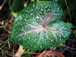 caladium bicolor and colorfull plant colocasia variegated leaf in pot house garden photo