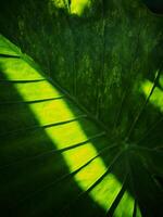 caladium bicolor and colorfull plant colocasia variegated leaf in pot house garden photo