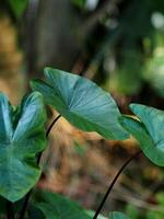 caladium bicolor and colorfull plant colocasia variegated leaf in pot house garden photo