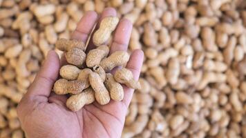 A Hand is Holding Fresh Peanuts Against a Background Filled with More Peanuts video