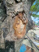 A tree with a hole in the trunk photo