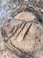 A close up of a tree trunk with a heart carved into it photo