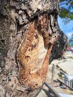 A tree with a hole in it and a sign on it photo