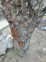 A tree with a hole in the trunk photo